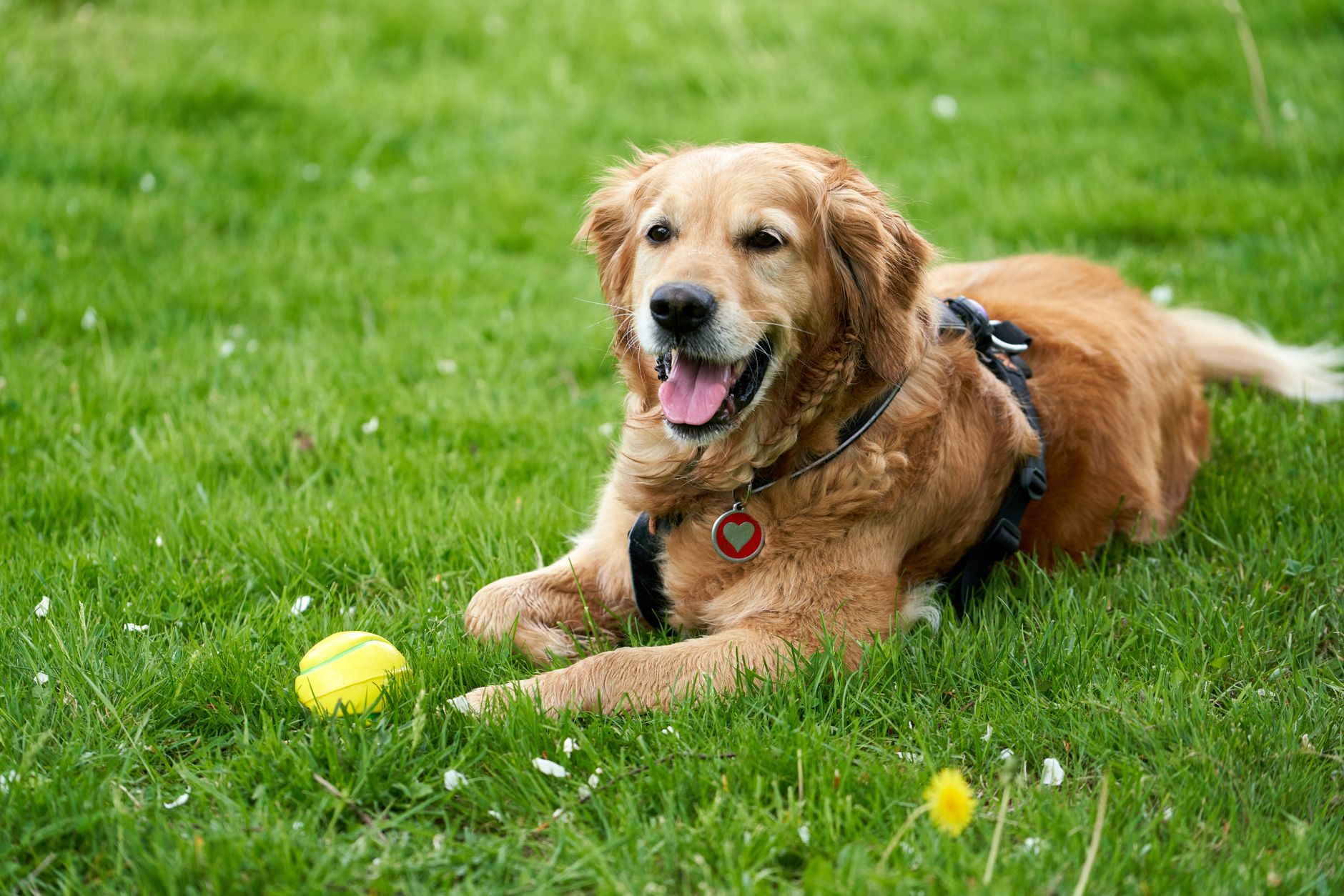Golden Retriever
