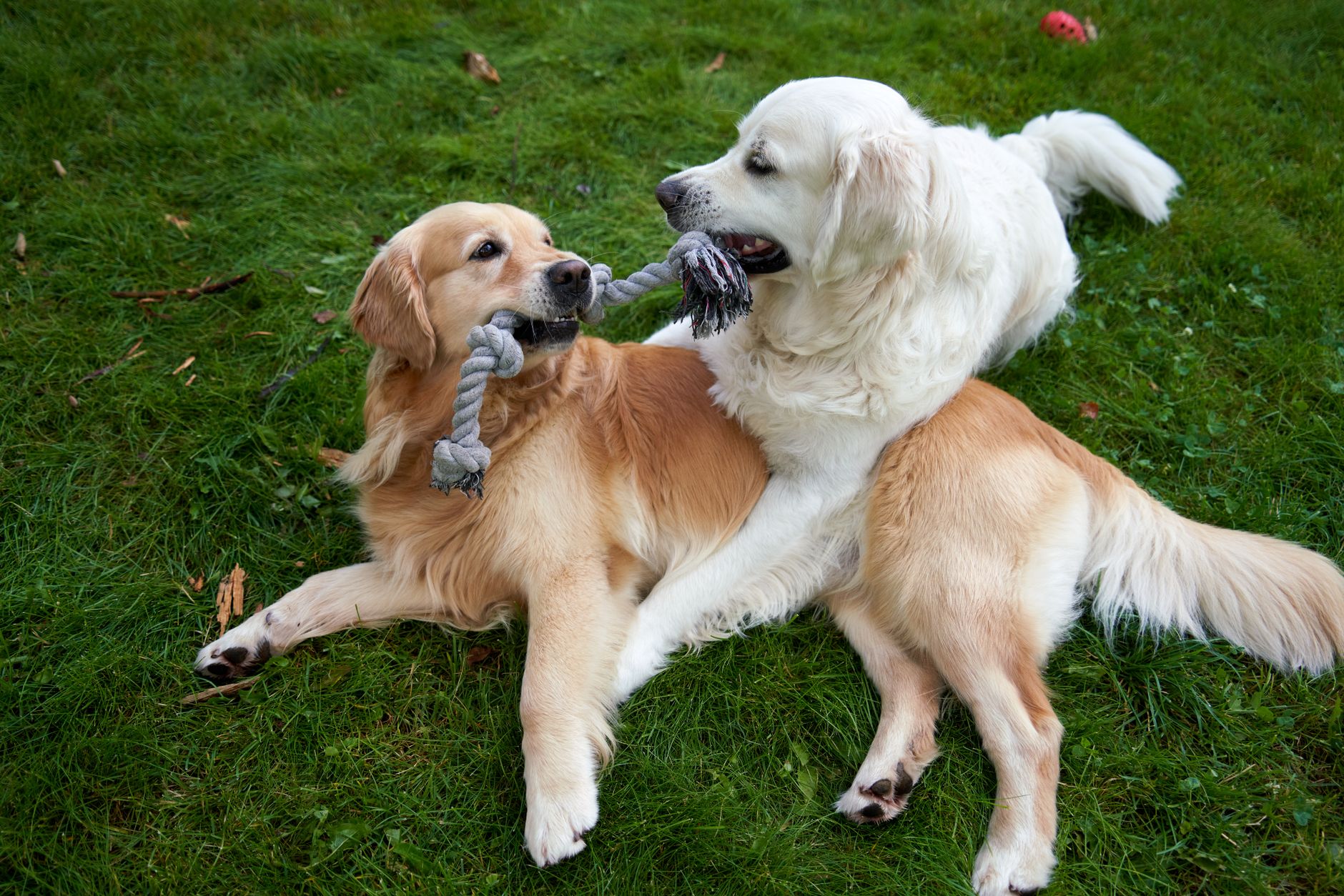 Golden Retriever