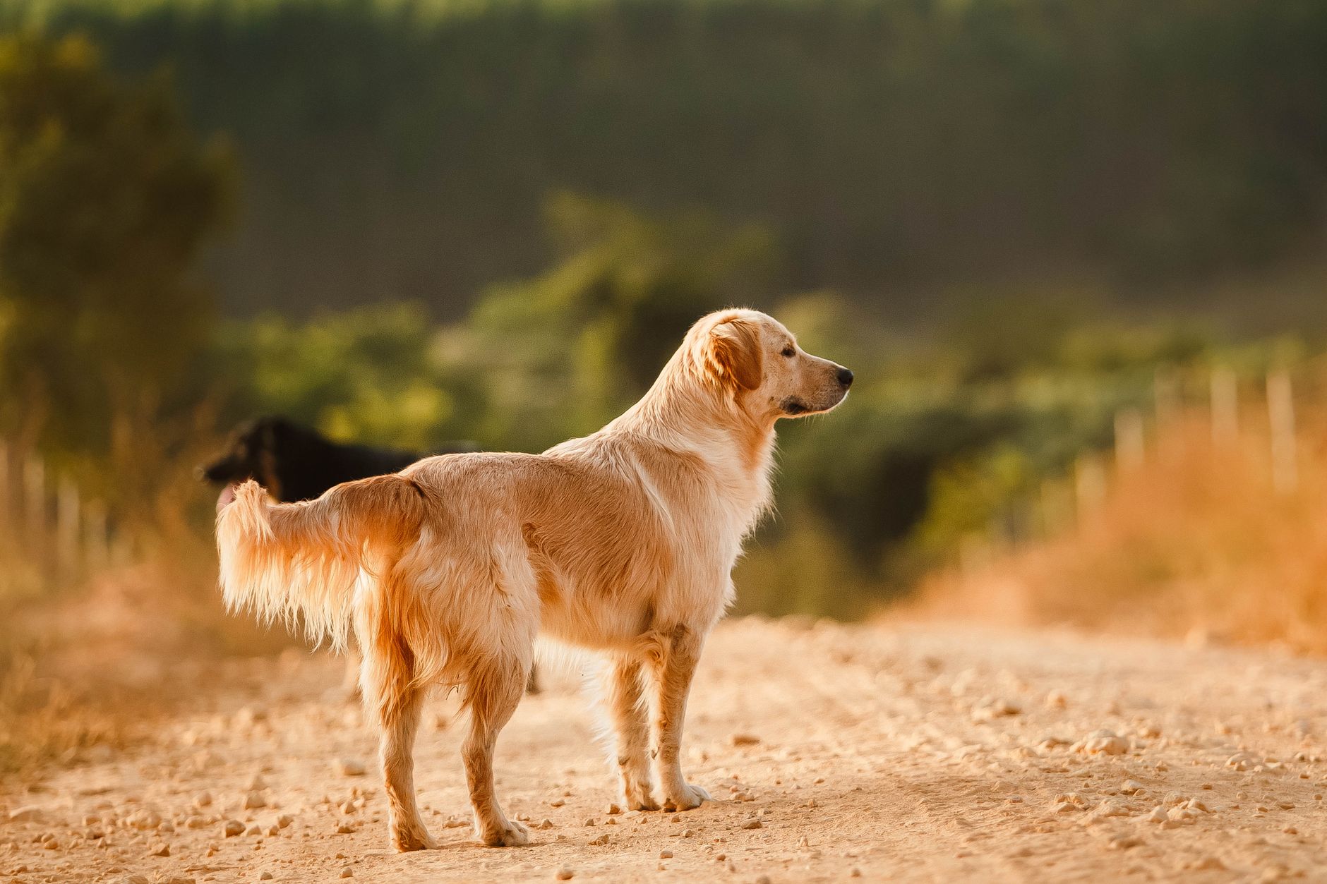 Do Golden Retrievers Bark a Lot? What to Expect