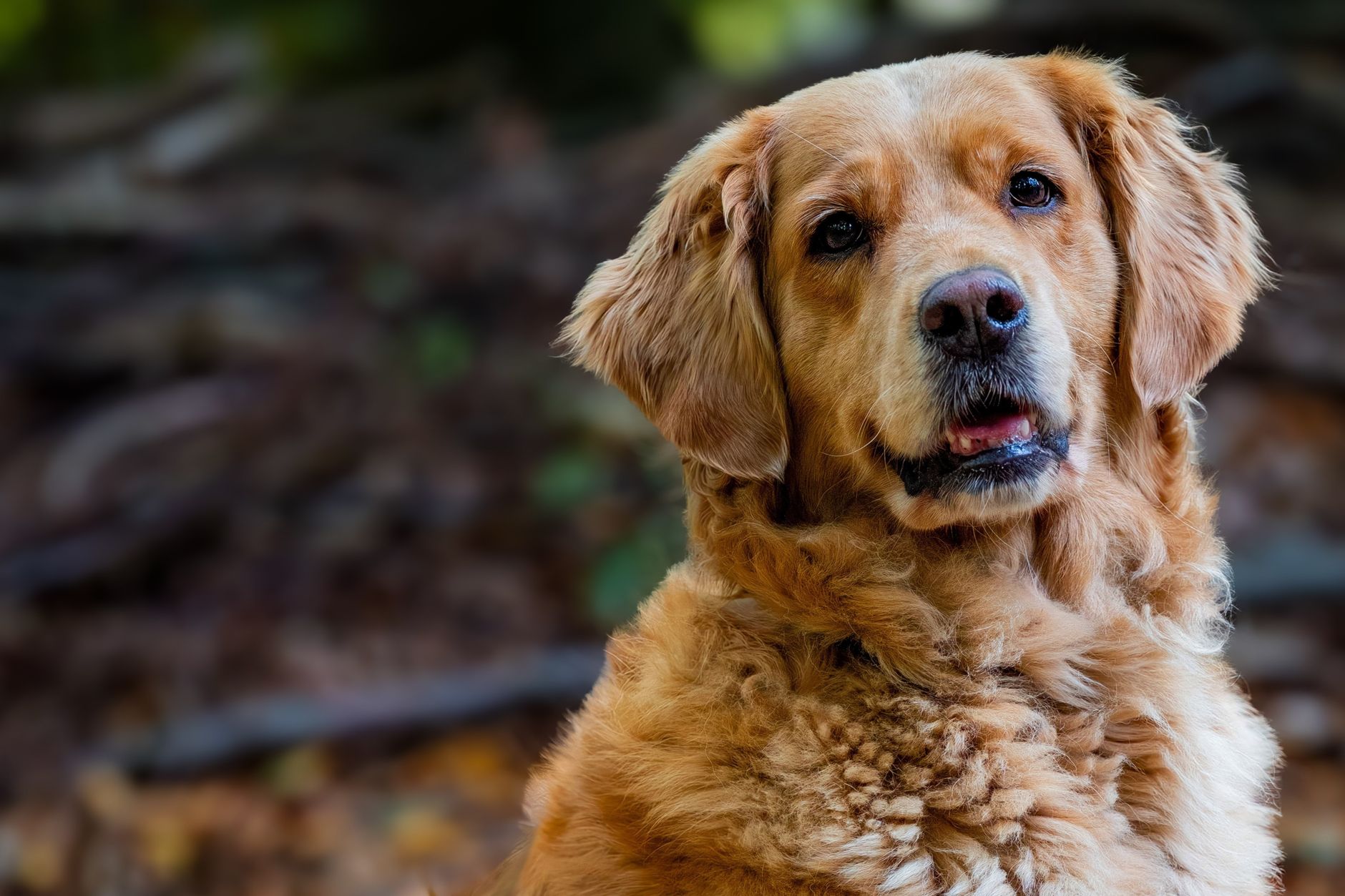 Golden Retriever