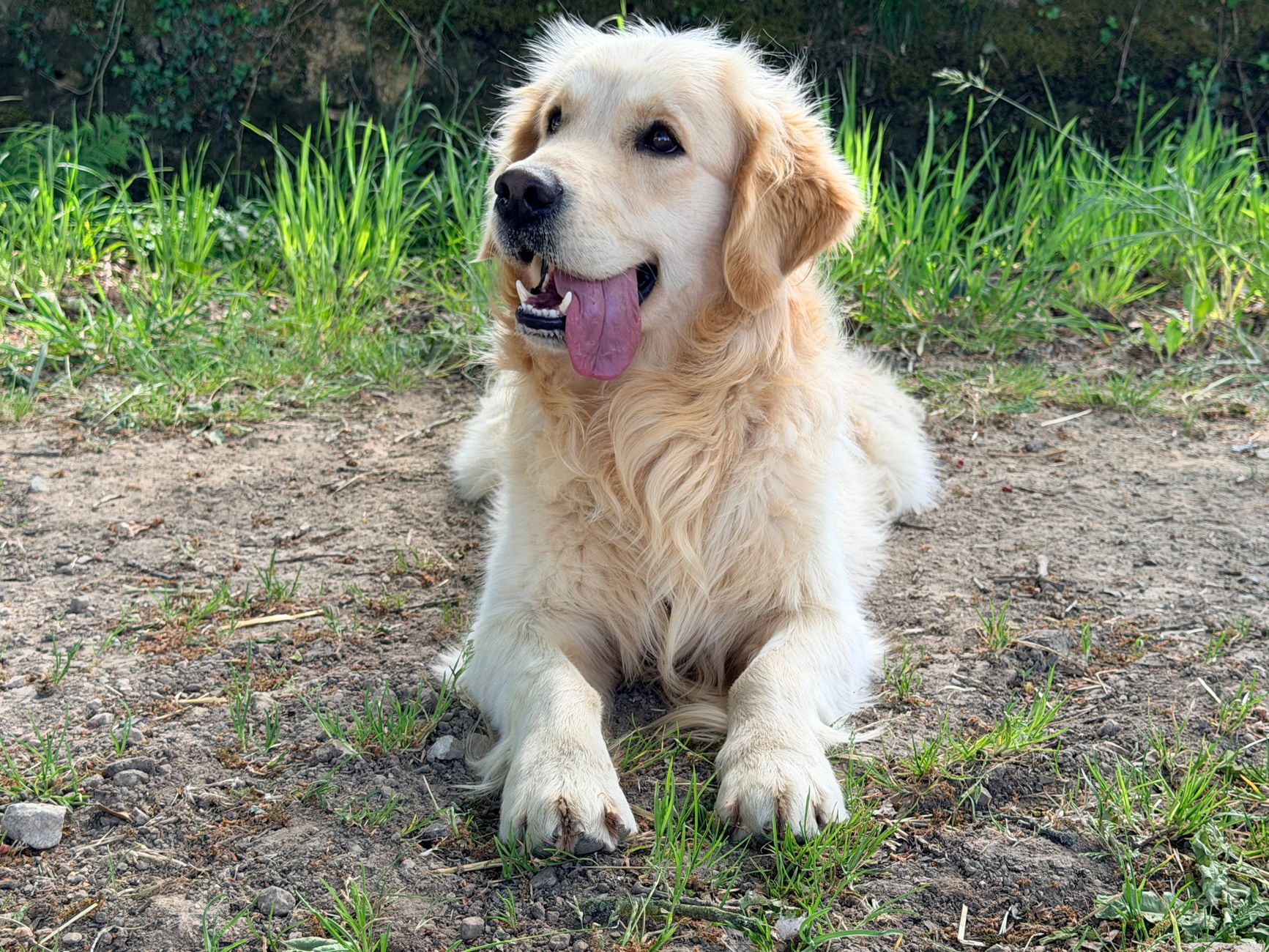 Golden Retriever