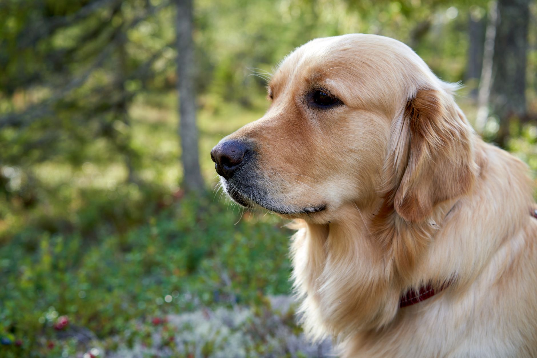 Golden Retriever — family