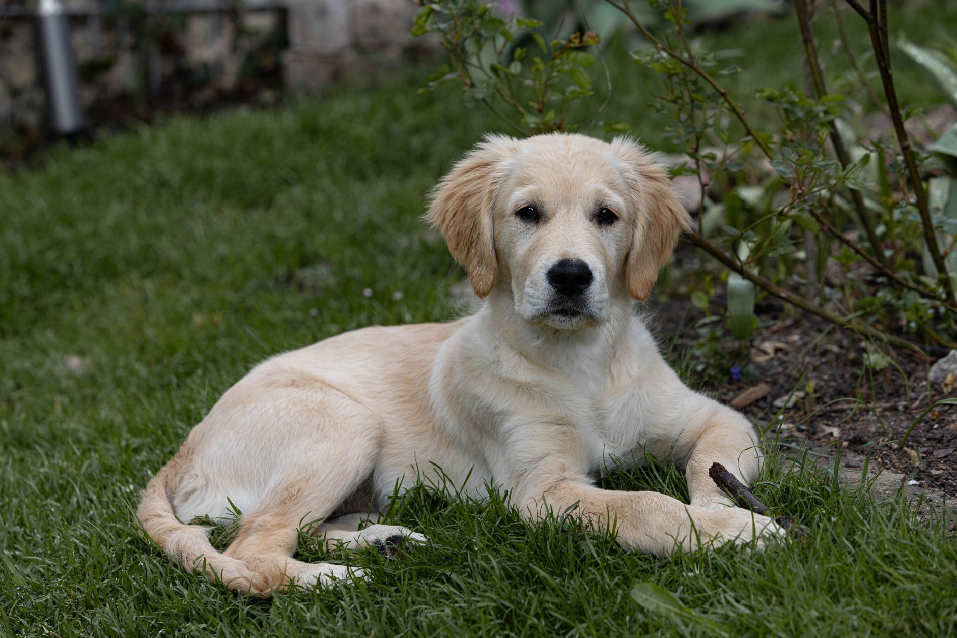 Golden Retriever puppy