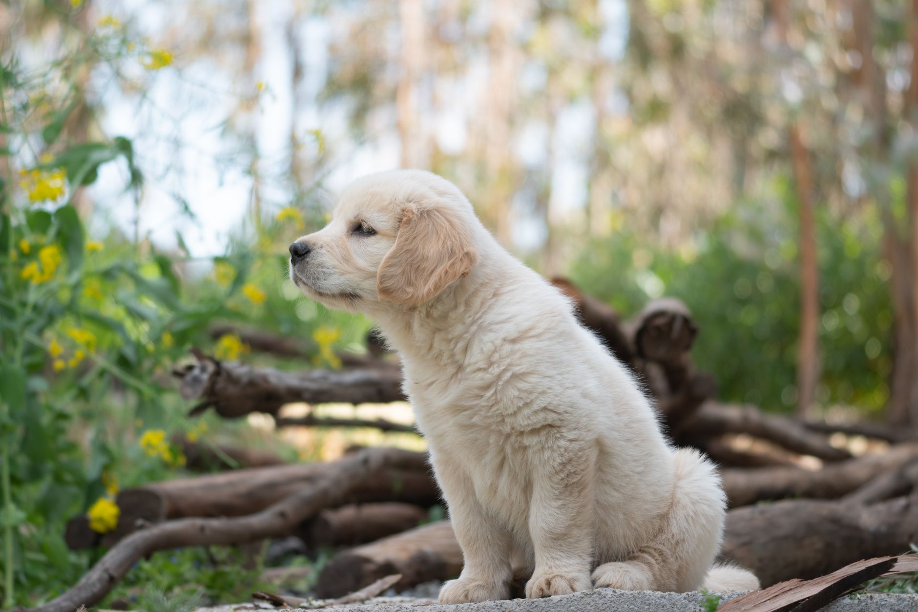 Golden Retriever puppy
