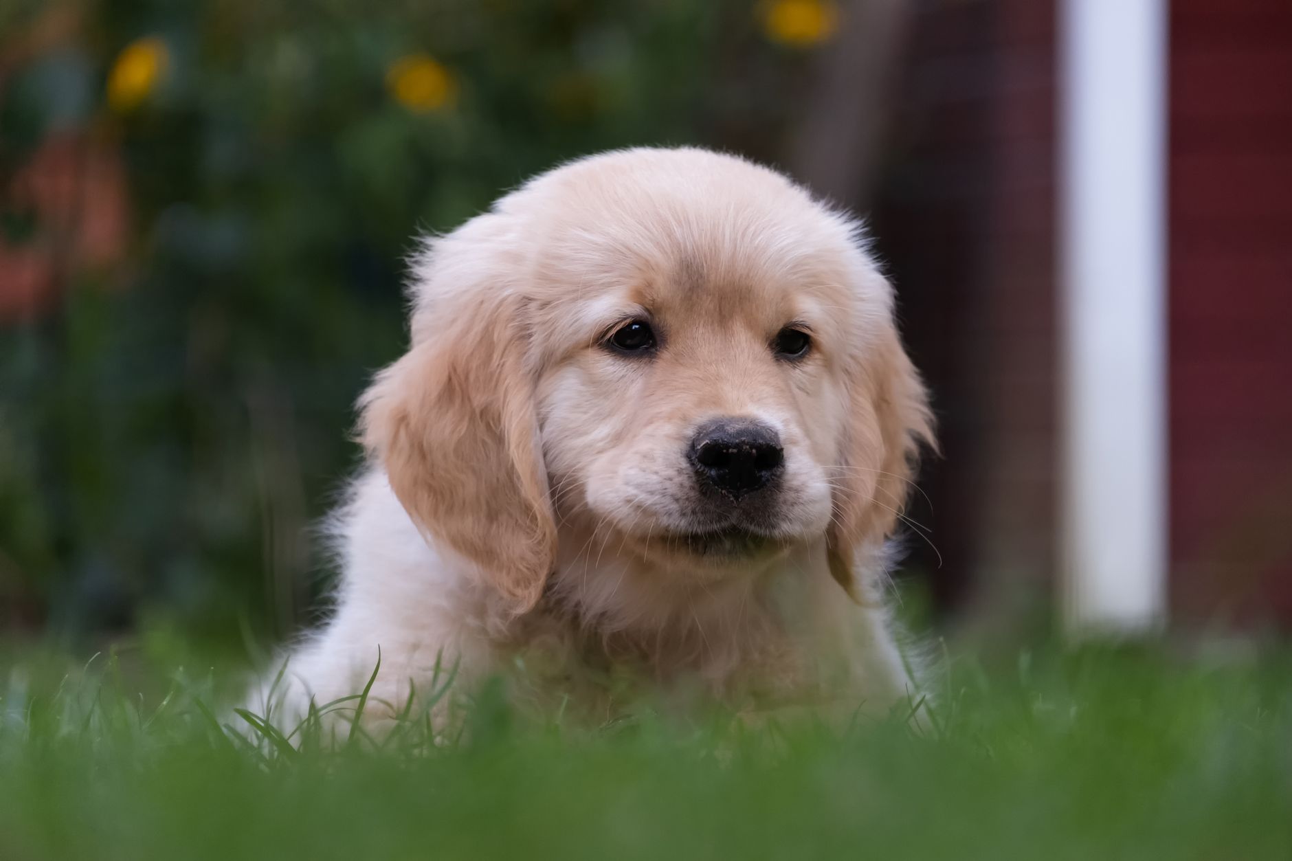 Golden Retriever Puppy Feeding Guide: Amounts by Age