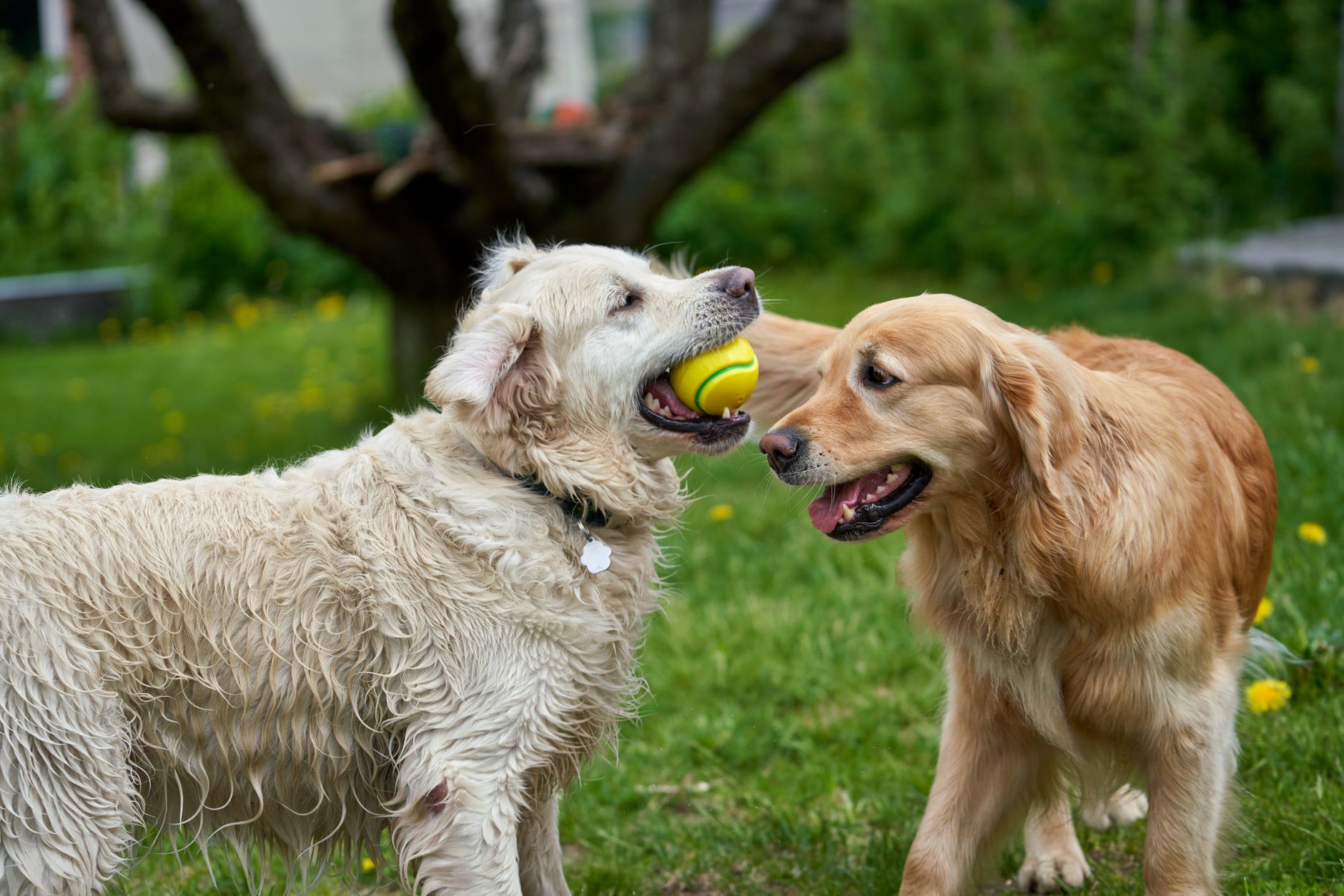 Golden Retriever Grooming: Best Brushes and De-Shedding Tools