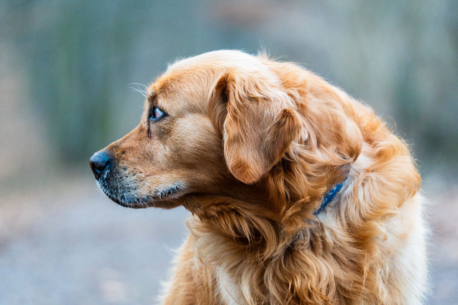 Golden Retriever — health