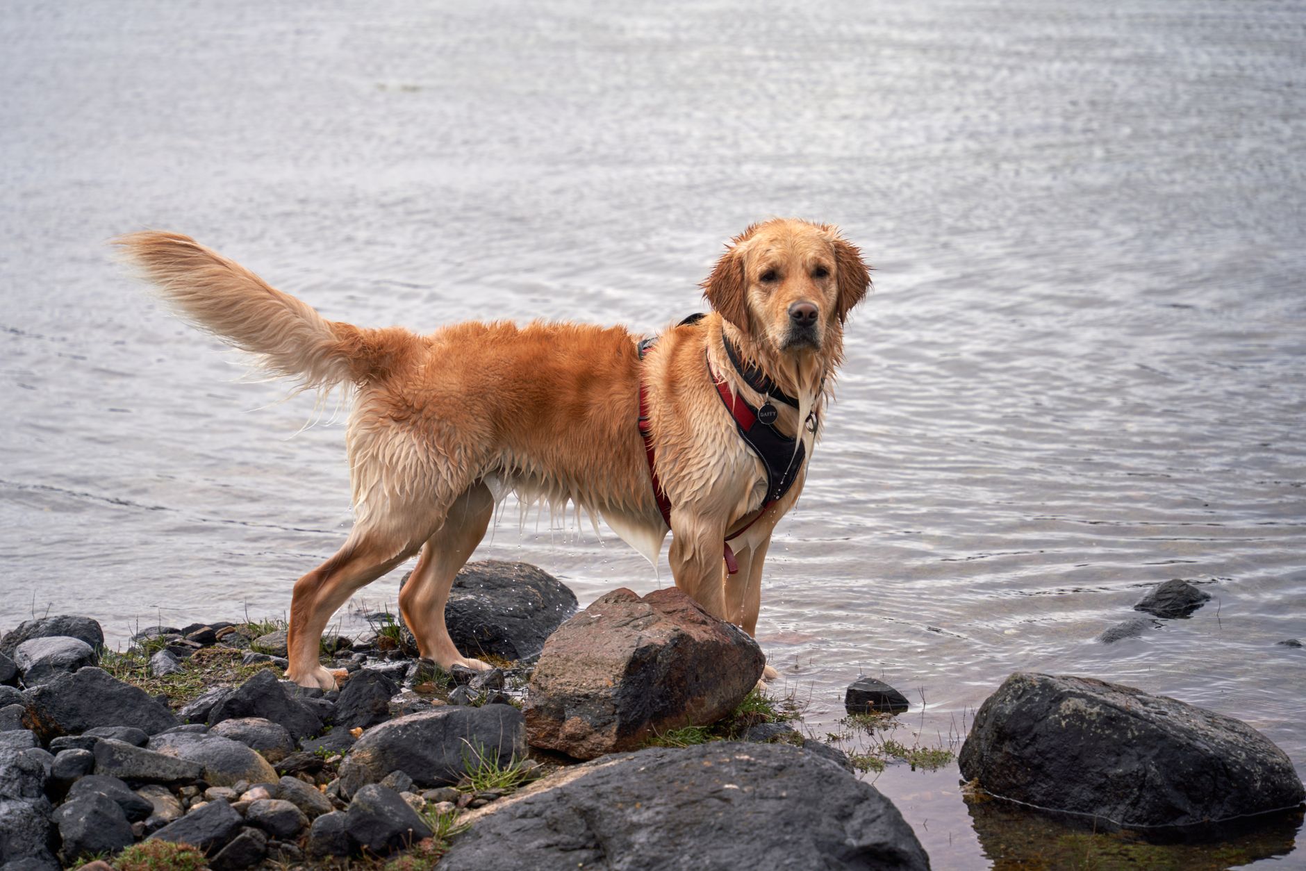 Golden Retriever