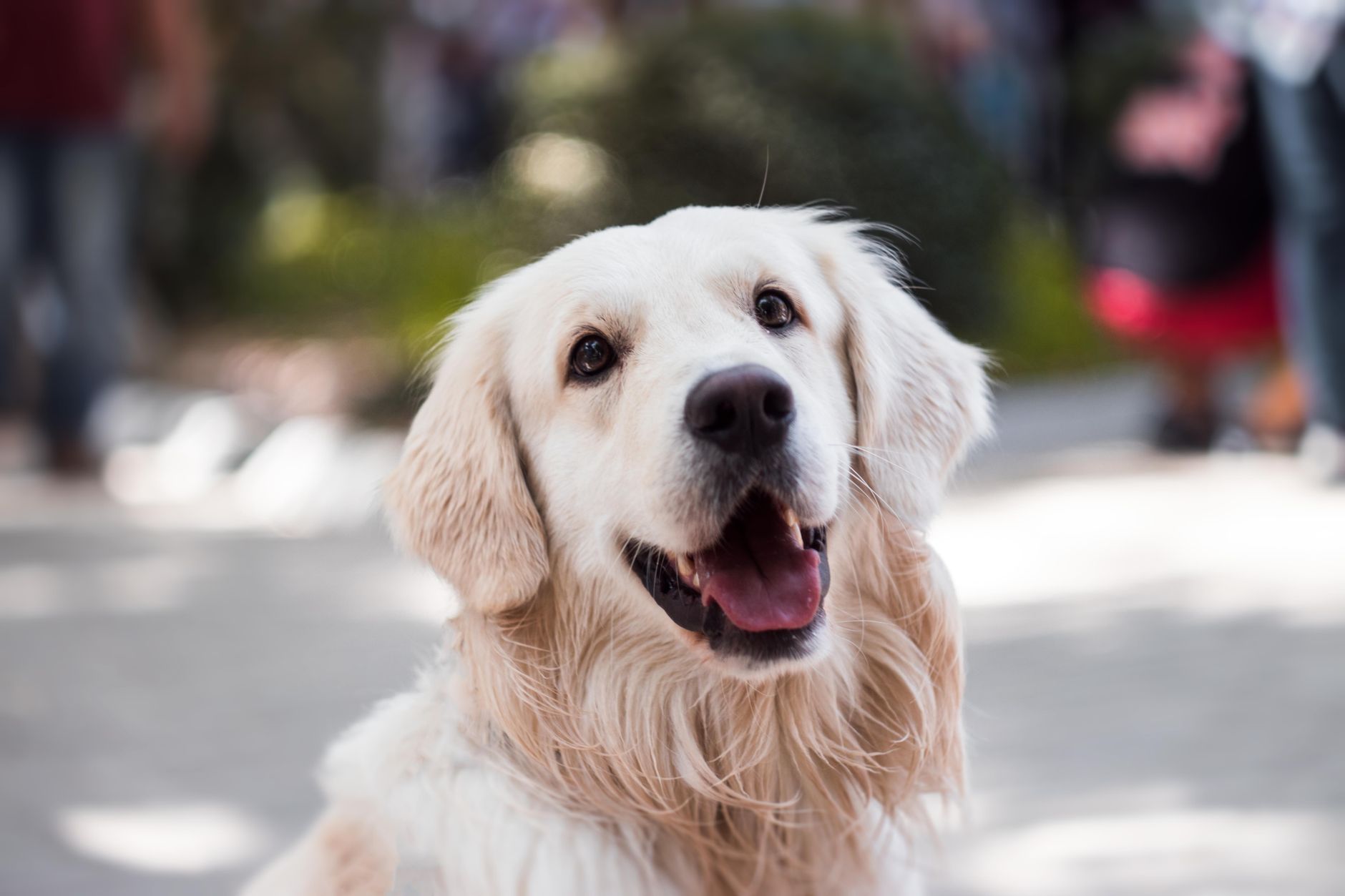 Golden Retriever Lifespan: How Long Do They Live?