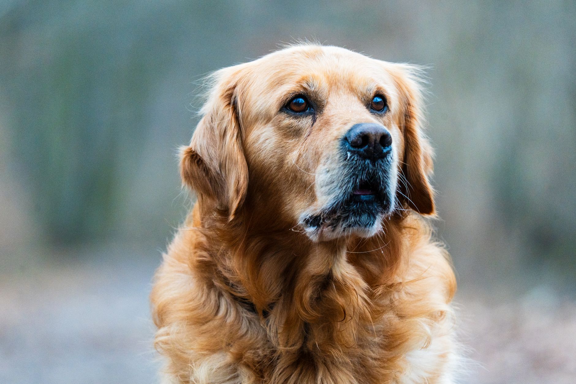 How to Reduce Golden Retriever Shedding: A 3-Golden Home Guide