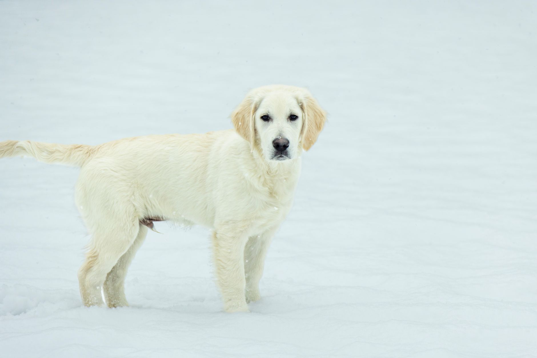 Golden Retriever puppy