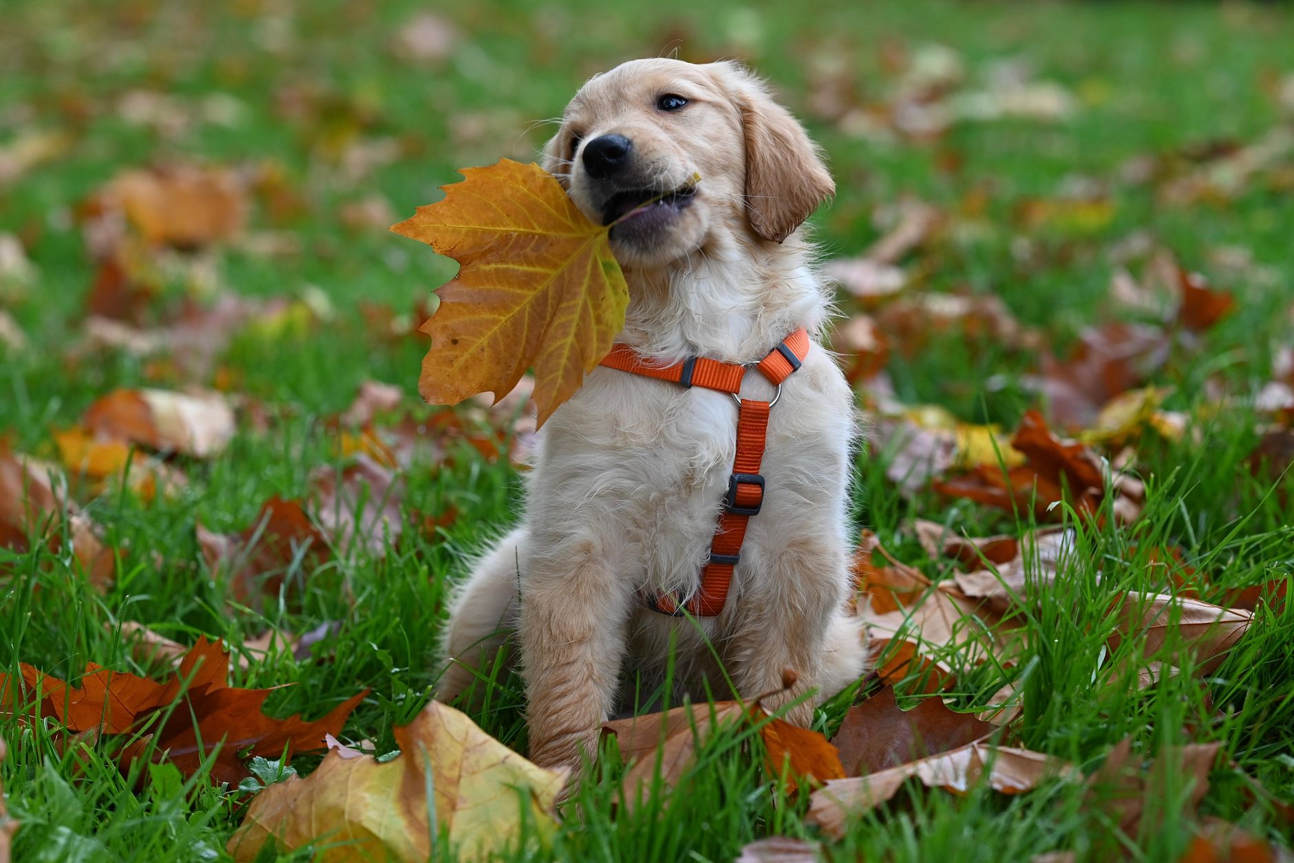 Golden Retriever Training: A Puppy’s First Weeks