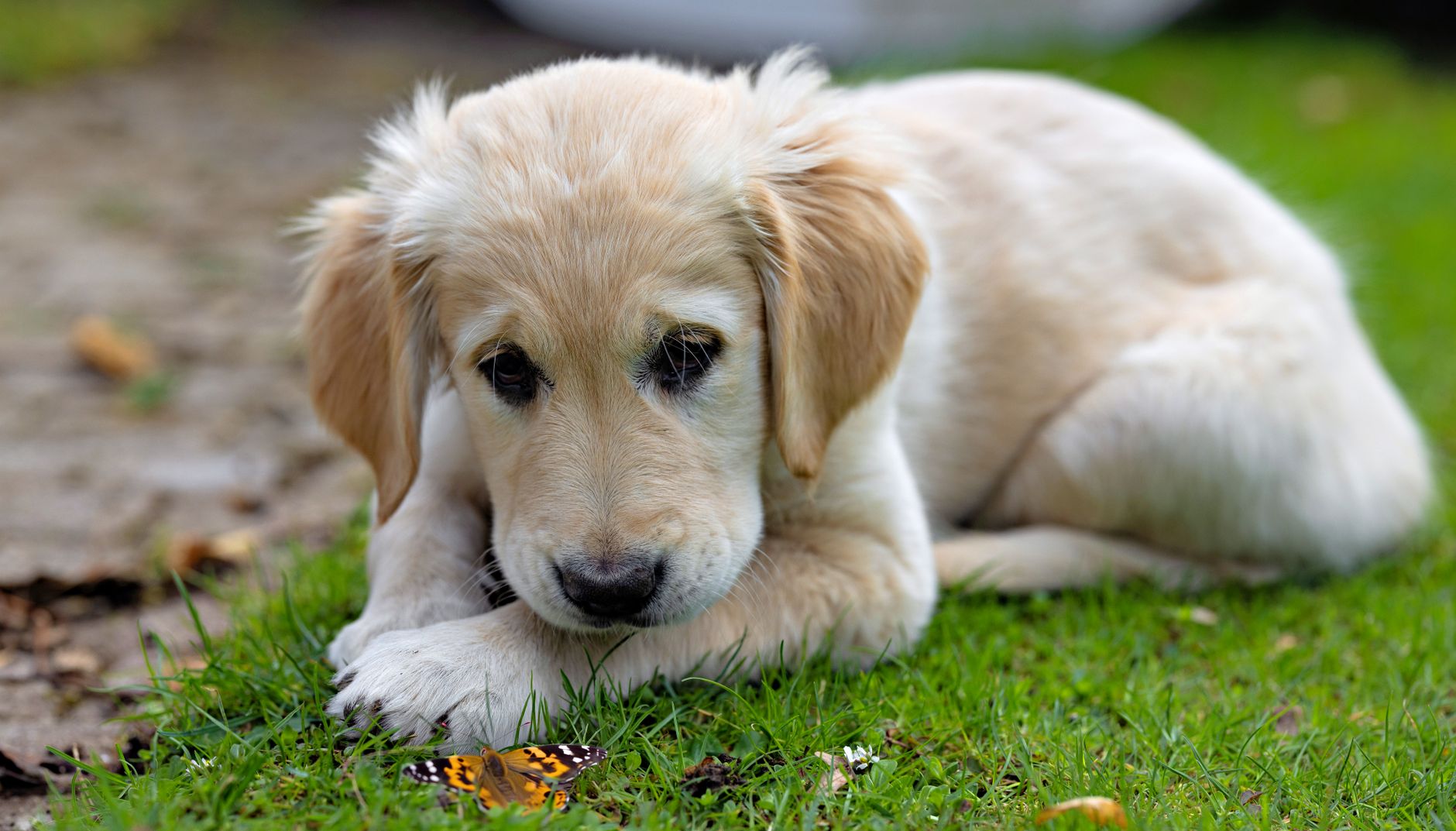 Golden Retriever puppy