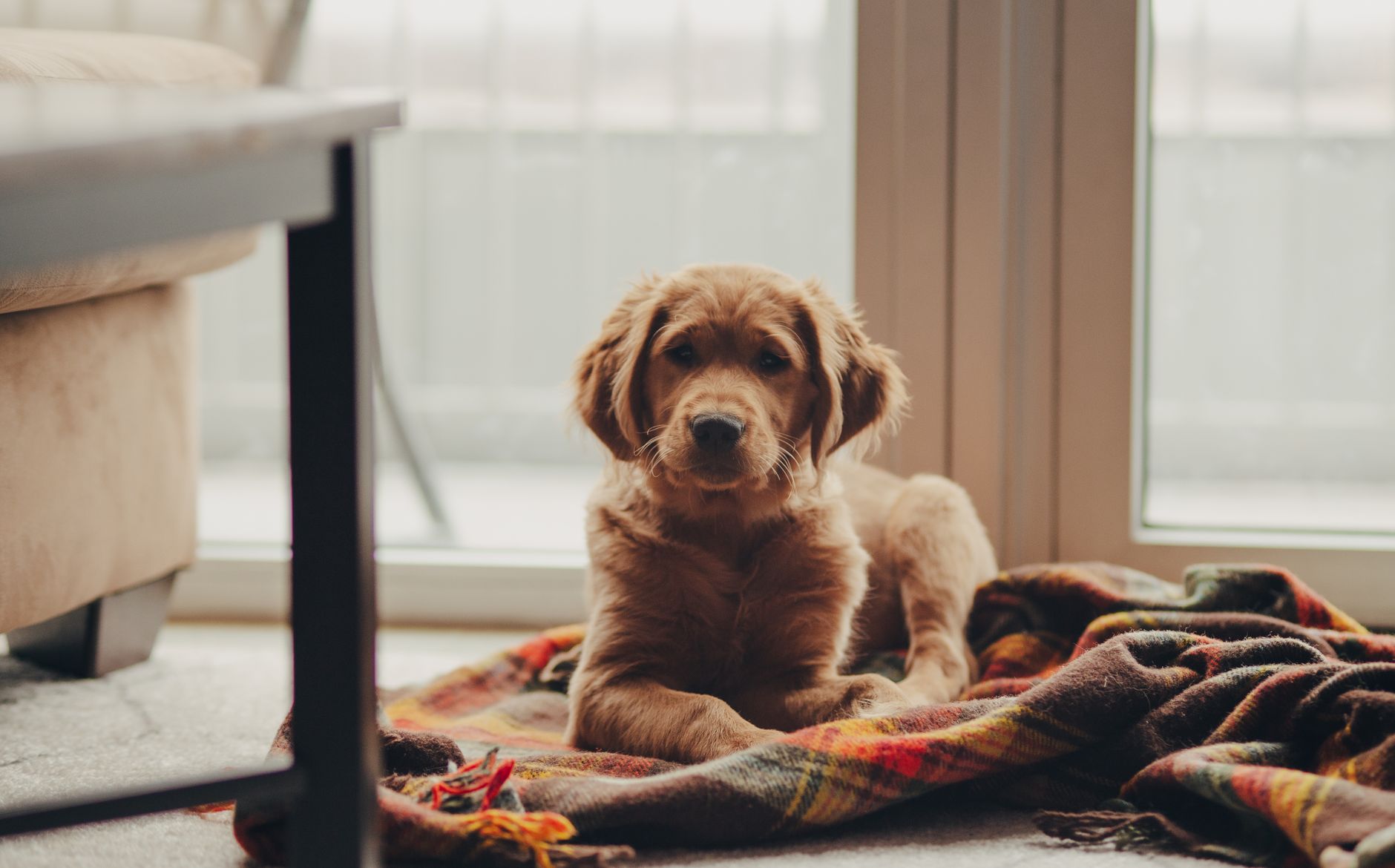 Golden Retriever puppy