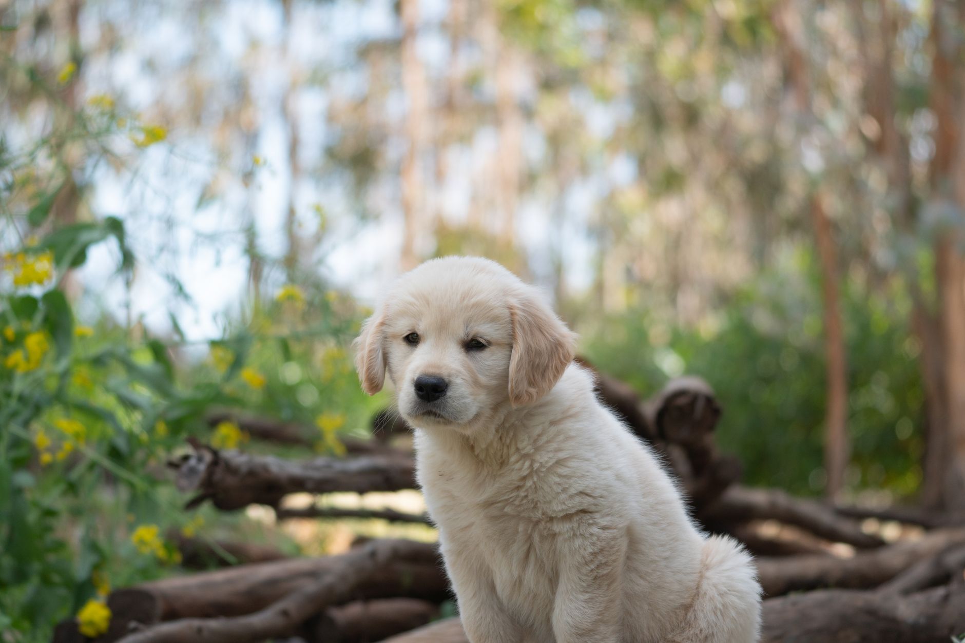 Golden Retriever puppy — weight